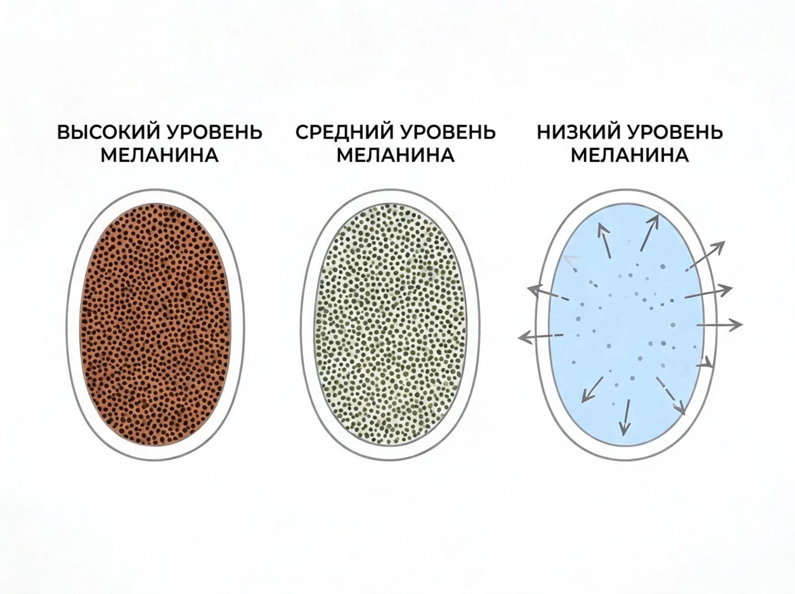 Как меланин и свет создают цвет глаз
